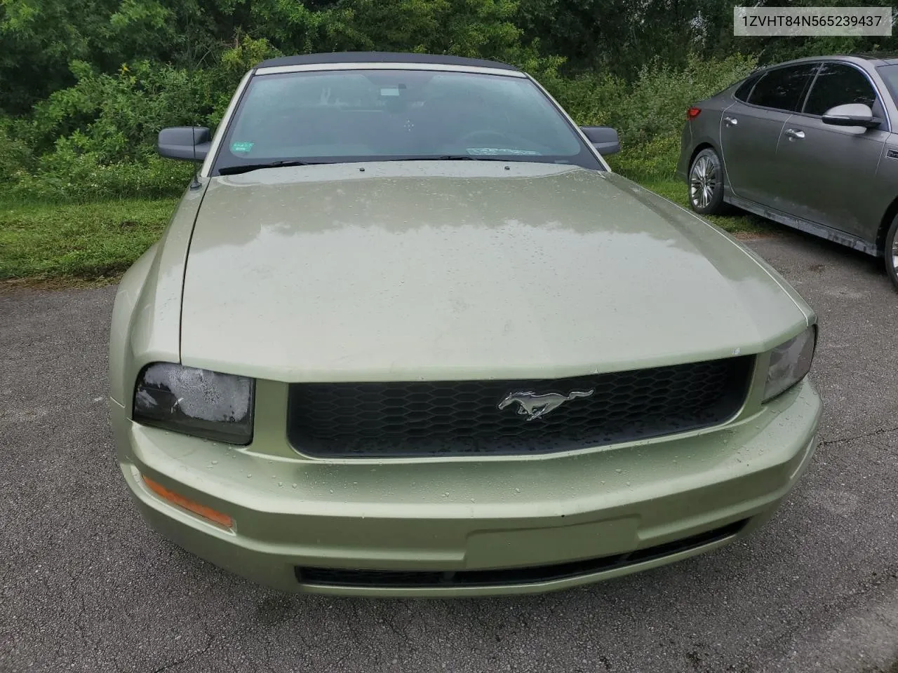 2006 Ford Mustang VIN: 1ZVHT84N565239437 Lot: 74831094