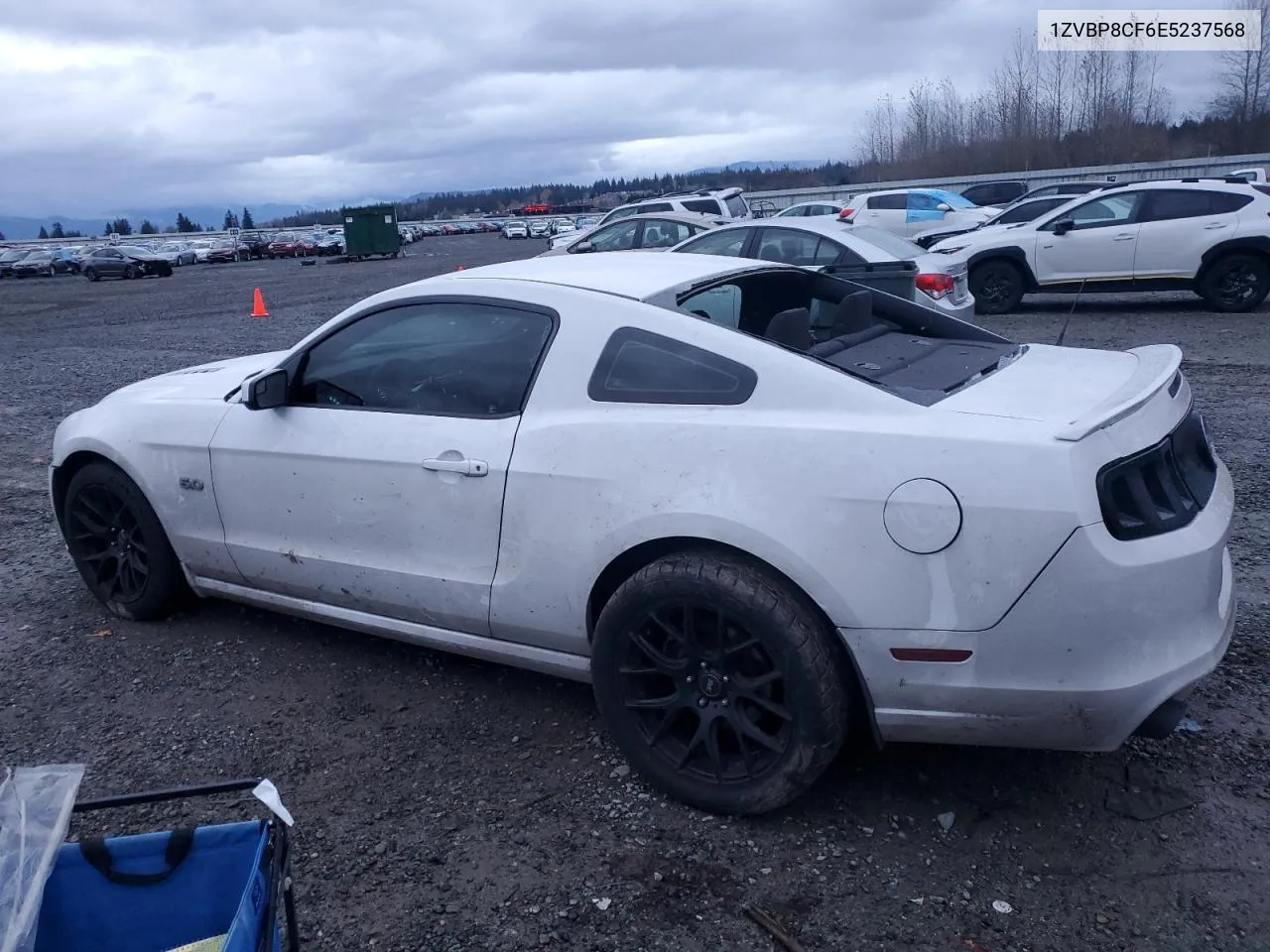 2014 Ford Mustang Gt VIN: 1ZVBP8CF6E5237568 Lot: 80705774