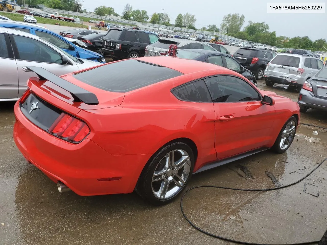 2017 Ford Mustang VIN: 1FA6P8AM5H5250229 Lot: 51847774