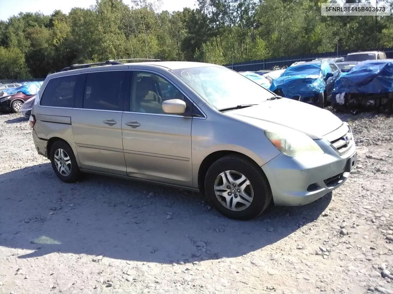 2005 Honda Odyssey Ex VIN: 5FNRL38445B403673 Lot: 68722534