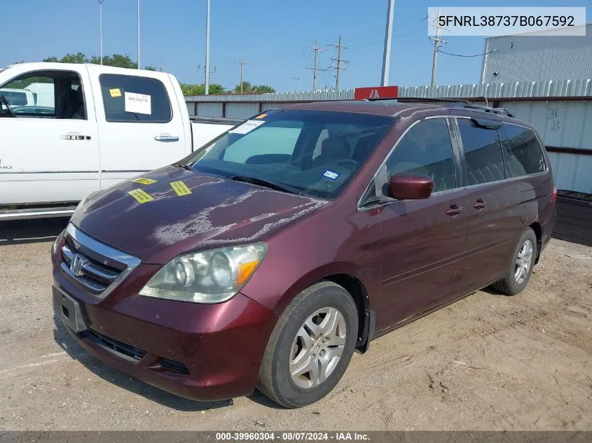 2007 Honda Odyssey Ex-L VIN: 5FNRL38737B067592 Lot: 39960304